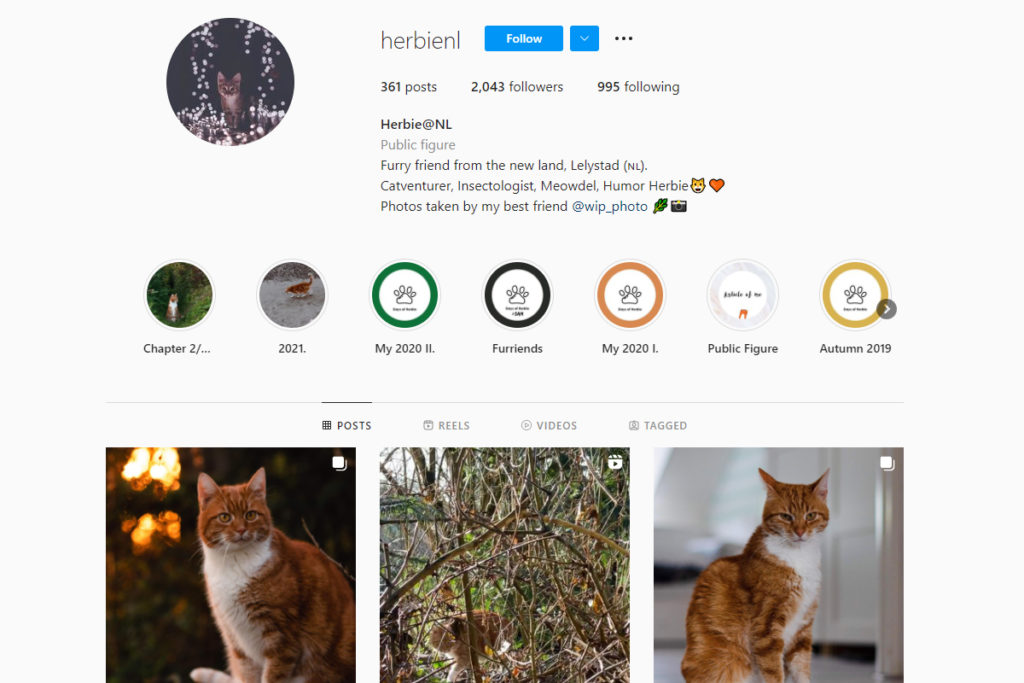 instagram photographes pour animaux de compagnie Gabriella Oravecz