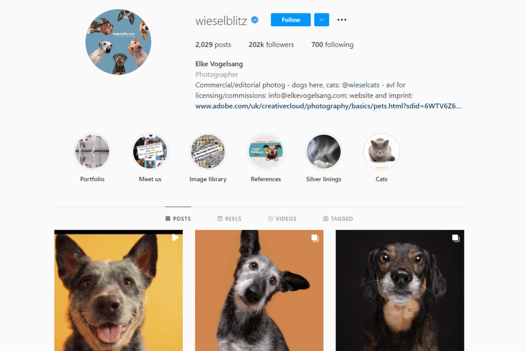 photographes pour animaux de compagnie instagram Elke Vogelsang