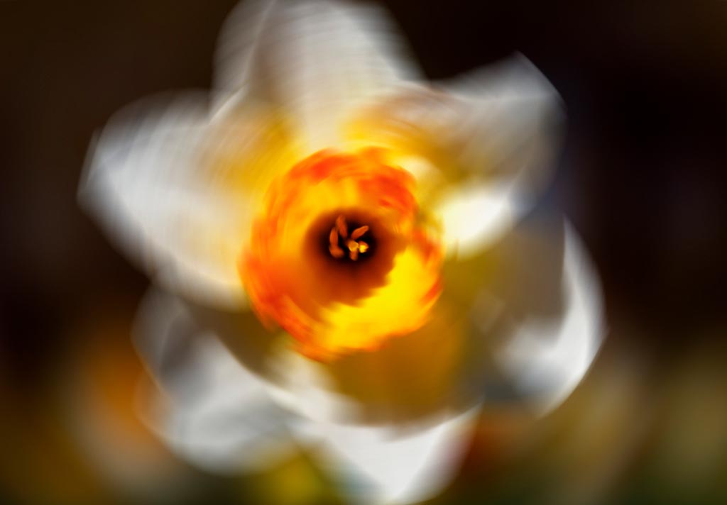 Comment faire de meilleures photos de fleurs