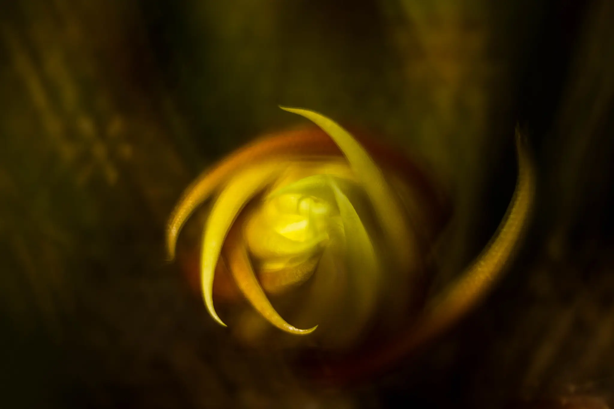 bourgeon d'épiphylum